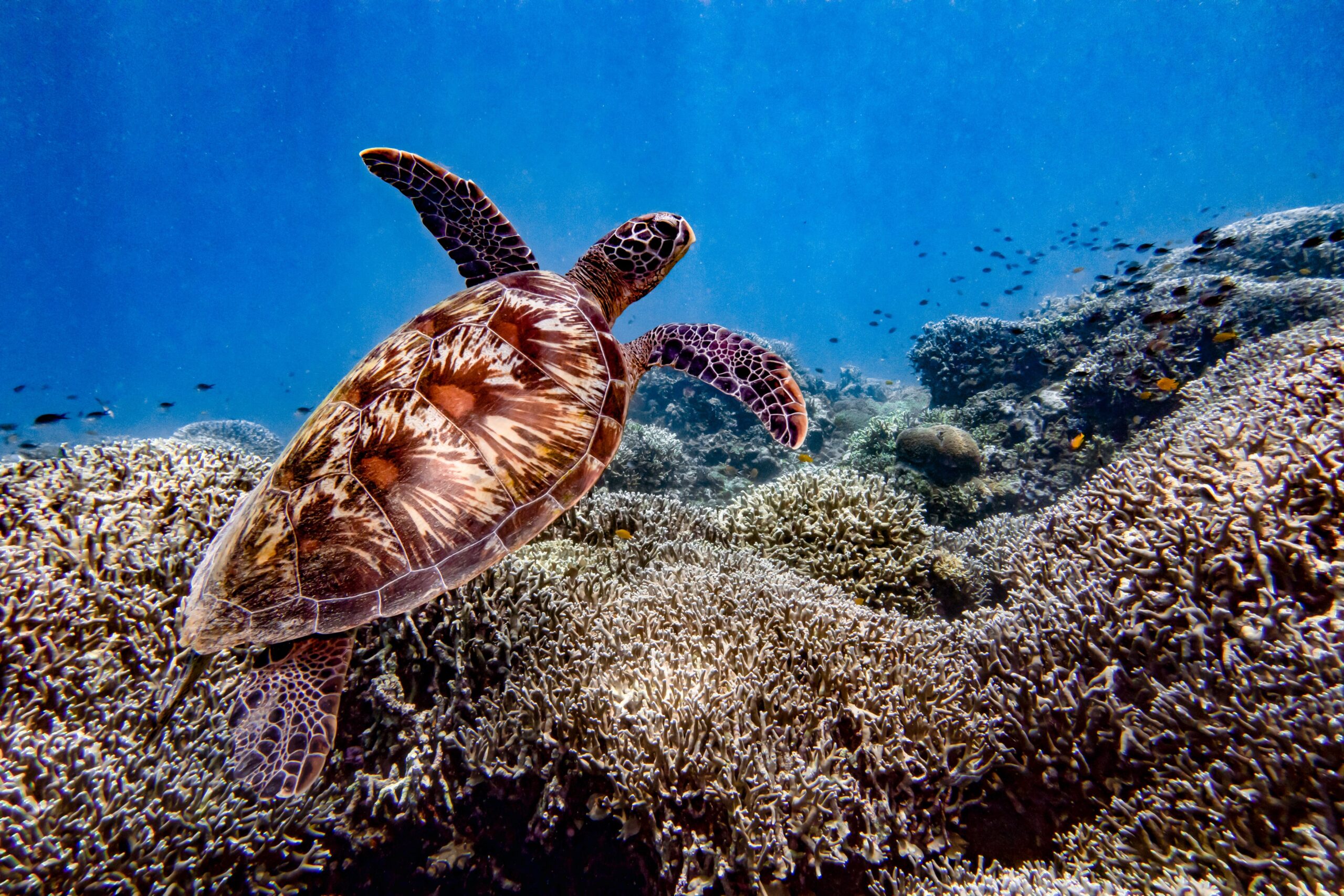 Tortue à Apo Island, Negros