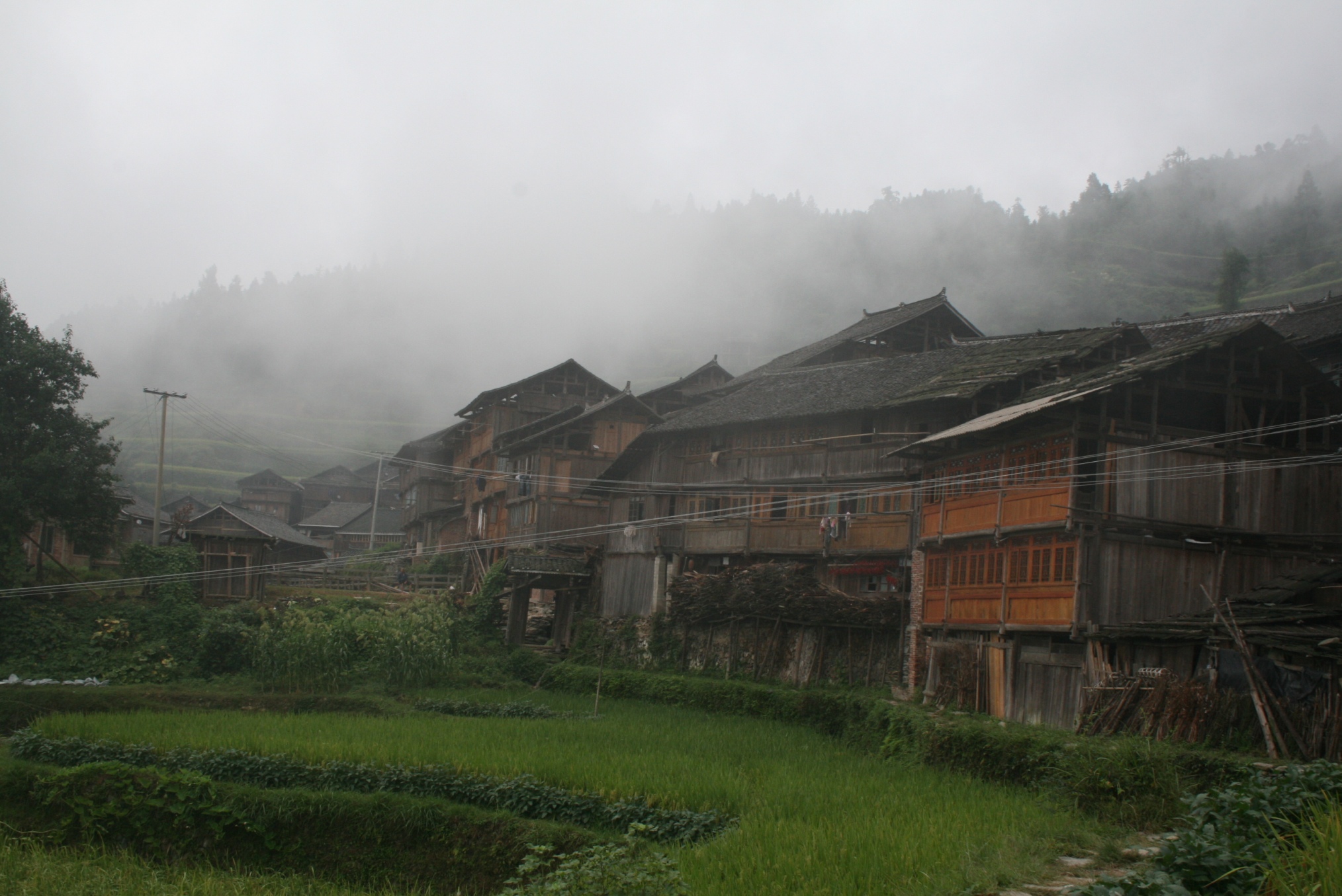 Maisons en bois de Zhaoxing dans la brume matinale, rizières au premier plan