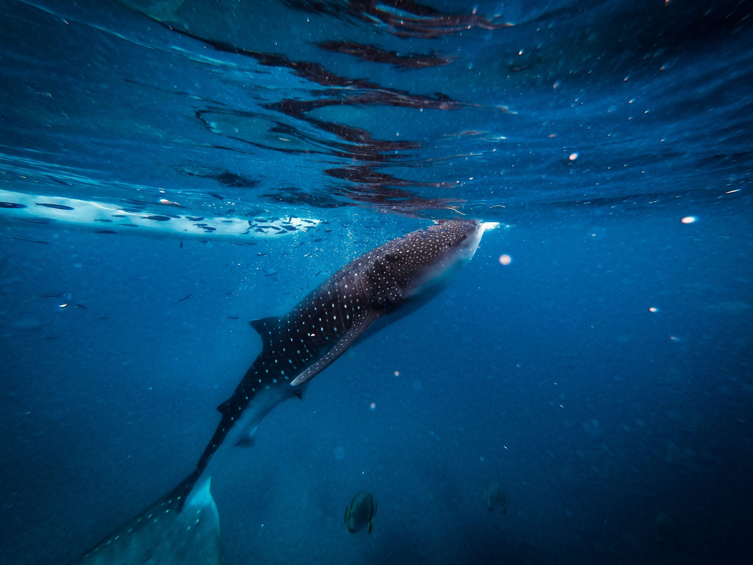 Oslob, plongée avec les requins-baleines, Cebu