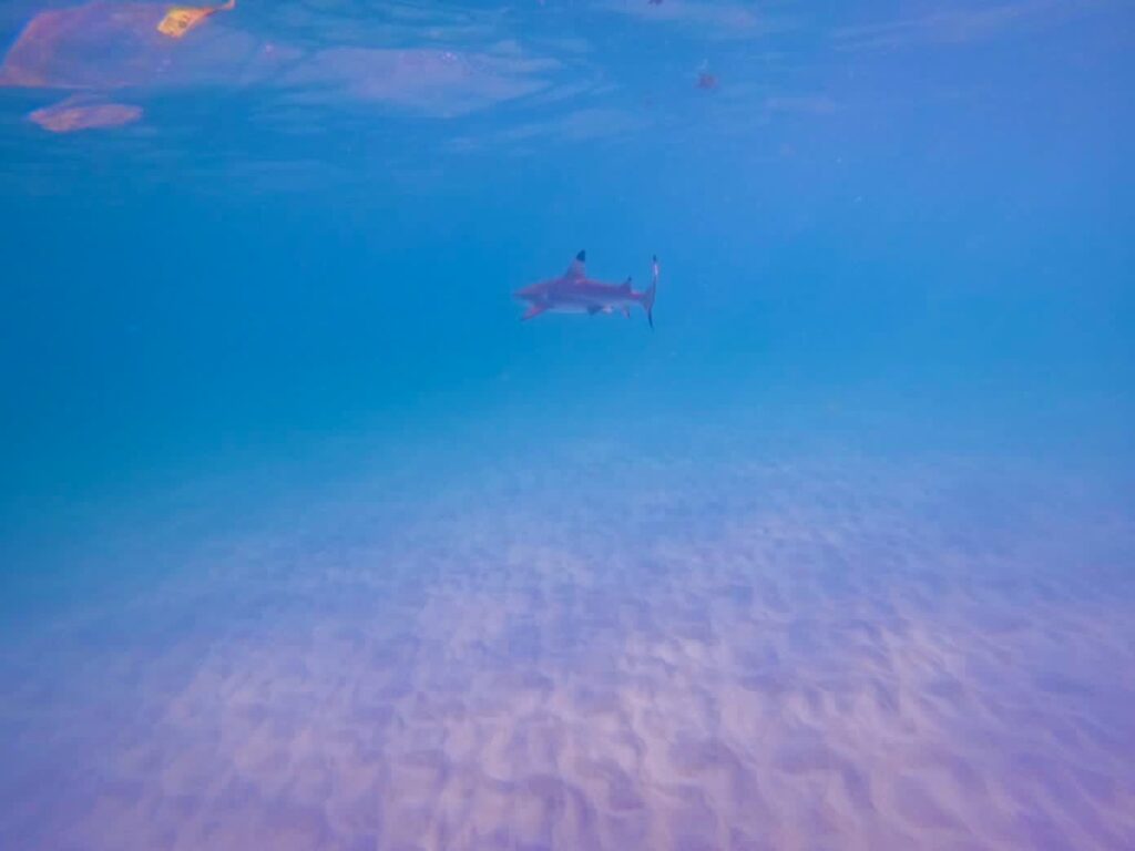 palawan requin