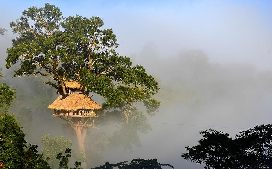 the gibbon experience